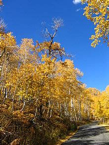 Pando (tree) - Wikipedia