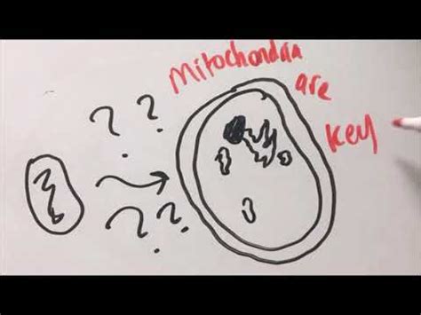 Symbiogenesis, Asgardand mitochondria - YouTube