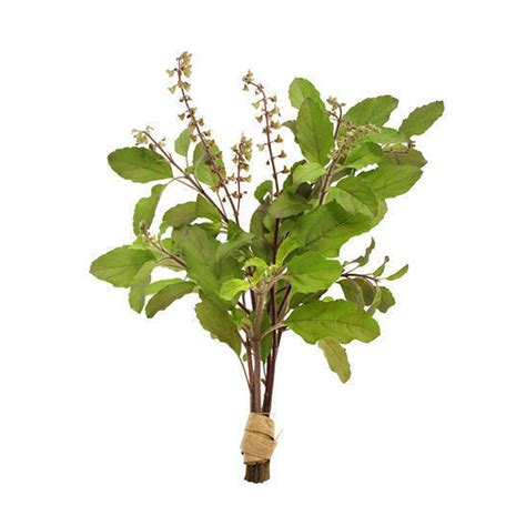 Tulsi Leaves – shivmangalam.com