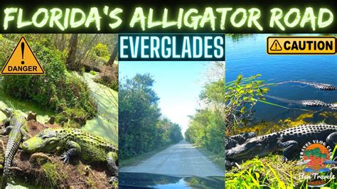 Most Alligator Infested Road In Florida | Alligator Alley | Florida ...