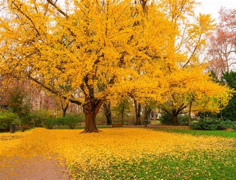 Ginkgo 'Maidenhair Tree' 200L - Hello Hello Plants