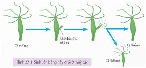 Lý thuyết Sinh học 11 Bài 27 (Kết nối tri thức): Sinh sản ở động vật