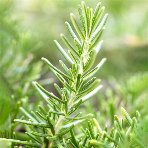 Creeping Rosemary | Garden Plant, Culinary Herb | Free UK Delivery Over £50