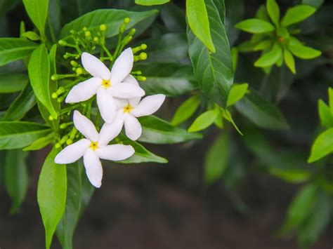 Jasmine Pruning: When And How To Prune Jasmine Plants