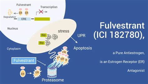 Estrogen Receptor Archives - Network of Cancer Research