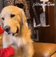 Pet Petting GIF - Pet Petting Paw - Discover & Share GIFs