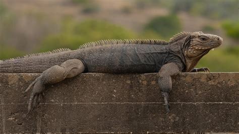 CUBAN ROCK IGUANA #Cyclura nubila - YouTube