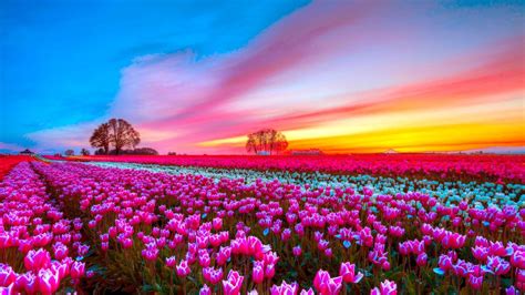 Pink Flowers During Sunset HD Pink Wallpapers | HD Wallpapers | ID #37290