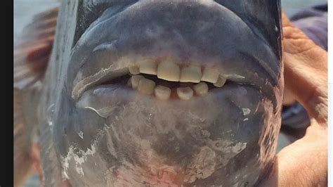 SC biologists pose riddle with image of fish's toothy mouth? | Miami Herald