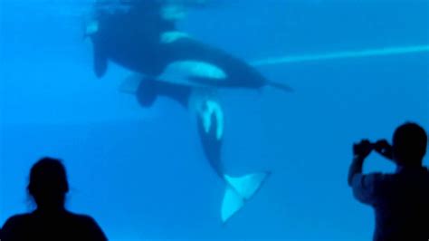 July 2011 Whales Mating at Marineland.AVI - YouTube