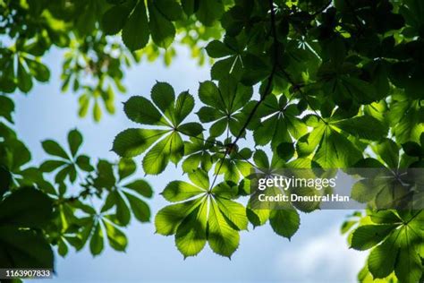 4,743 Chestnut Tree Leaves Stock Photos, High-Res Pictures, and Images - Getty Images