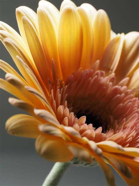 Macro Photography of Yellow Gerbera Flower · Free Stock Photo