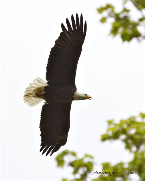 flying high... | Bald eagle, Photography, Animals