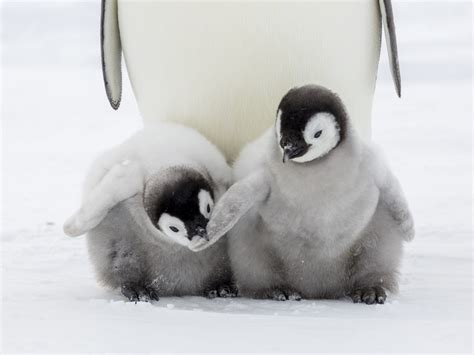 Newborn Penguin