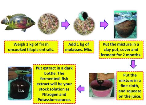 Steps in preparing fermented fish amino acid. | Download Scientific Diagram