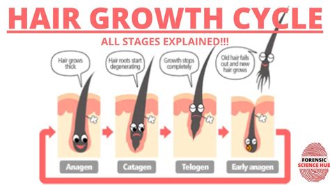 Top 157 + Anagen and telogen phases of hair - polarrunningexpeditions