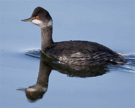 Eared Grebe | Fresh water, Species, Lake