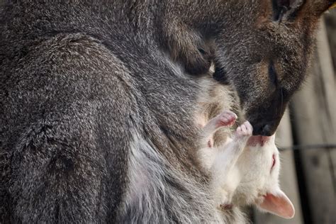 Rare White Albino Wallaby Baby Peeks Head Out of Mom’s Pouch for First ...