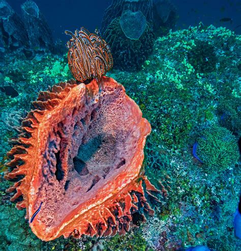 Swimming Amongst Fossils: What Sponges Tell Us About the World | Roundglass | Sustain