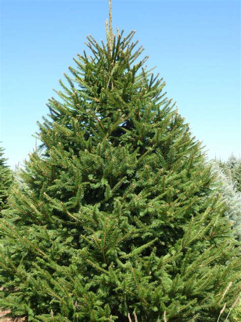 Wholesale Norway Spruce Trees