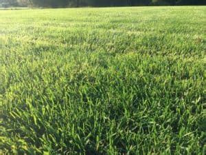 Lawn Lime Application & Why Your Lawn Needs It | Green Giant Services