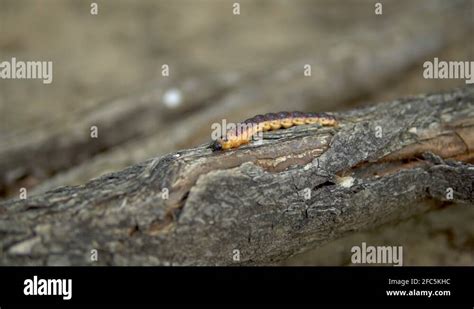 Bodmin moor wildlife Stock Videos & Footage - HD and 4K Video Clips - Alamy