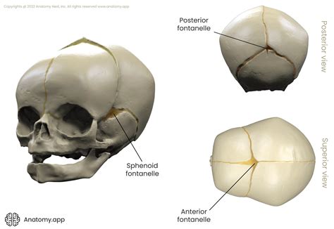 Sutures of skull | Encyclopedia | Anatomy.app | Learn anatomy | 3D ...