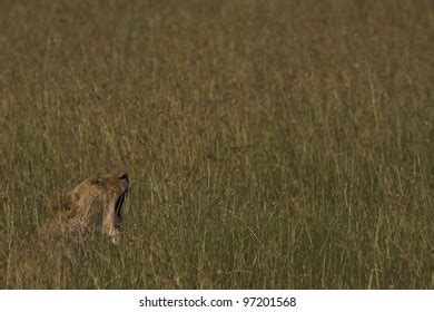 African Lion Hunting Stock Photo 97201568 | Shutterstock