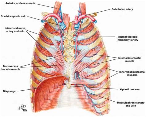 Muscles Of The Thoracic Wall - Heart Failure - GUWS Medical