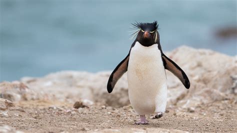 penguin, animal, funny, 4k HD Wallpaper