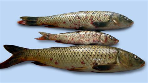 ISOLATION AND ANTIBIOTIC SUSCEPTIBILITY OF AEROMONAS HYDROPHILA IN A CARP (CYPRINUS CARPIO ...