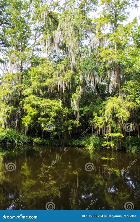 Swamp at the Magnolia Plantation in Charleston South Carolina Stock ...