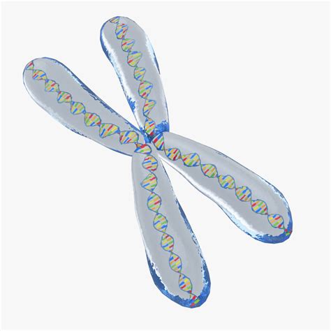 chromosome 3d model