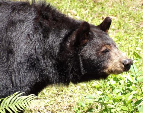 Native Animals of Florida - Florida Splendors