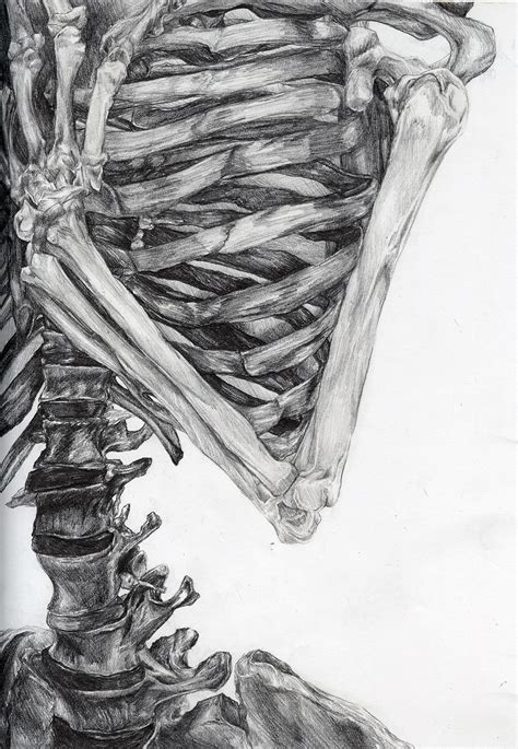 Skeleton Drawing | Tess Finkelstein