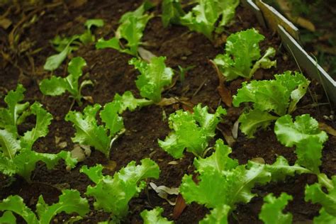 How to Grow Lettuce at Home with Seeds and Without Seeds