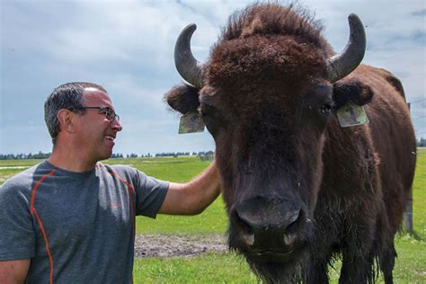 Stress a bison and someone will pay - Alberta Farmer Express