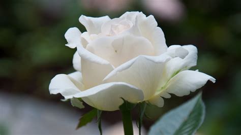 🔥 Free Download Beautiful White Rose 4k Flower Wallpaper And Hd Image ...