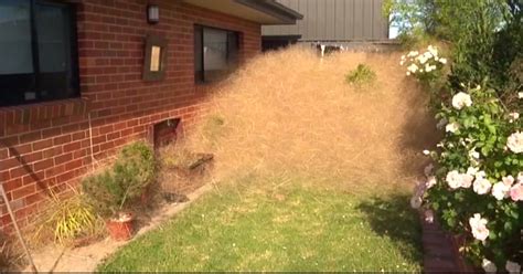 Tumbleweed Named 'Hairy Panic' Invades Neighborhood