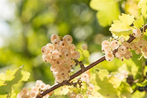 How (and why) to grow your own white currants: 'Scatter them over a knickerbocker glory ...