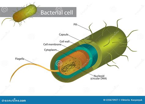 Plasmid Cartoons, Illustrations & Vector Stock Images - 251 Pictures to download from ...