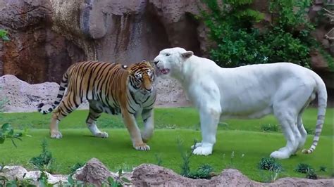 Tiger attack tiger Animal fights Rare white tiger vs tiger Easy fight ...