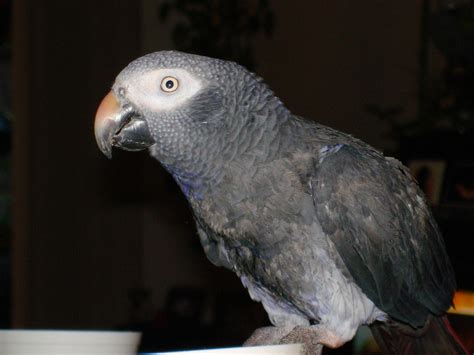 File:Timneh African Grey Parrot -side upper body.jpg - Wikipedia