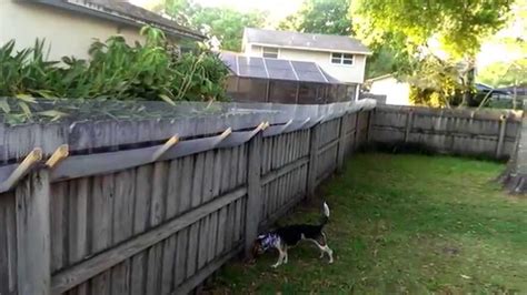 Dog Jumping Over Fence Vine : Dog Training & Care : How Do I Prevent My ...