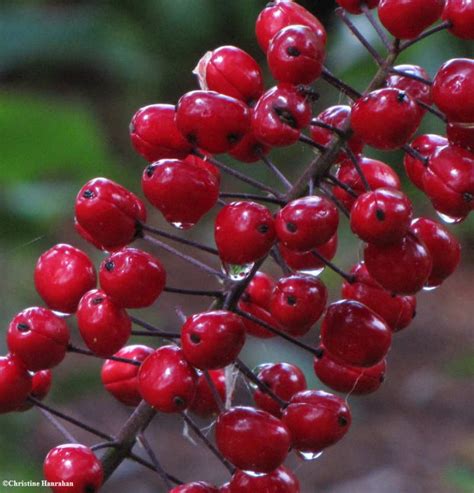 Red baneberry (Actaea rubra ) berries photo - Fletcher Wildlife Garden photos at pbase.com