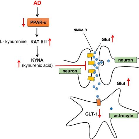 Inhibition of PPAR-α in AD brain alters APP metabolism | Download Scientific Diagram