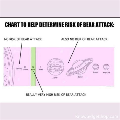 Risk of bear attack chart | 🥷 Knowledge Ninja