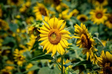 Sunflower side view stock image. Image of sunflower, fresh - 4810407