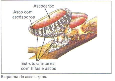 DICCIONARIO DE BIOLOGIA: ¿QUE SON ASCOCARPO?