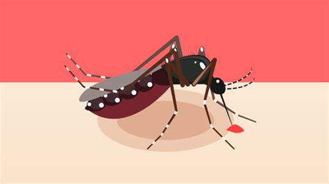 How To Identify A Dengue Mosquito Bite